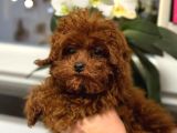 Kıvırcık Çikolata Renkli Red Toy Poodle Yavrumuz