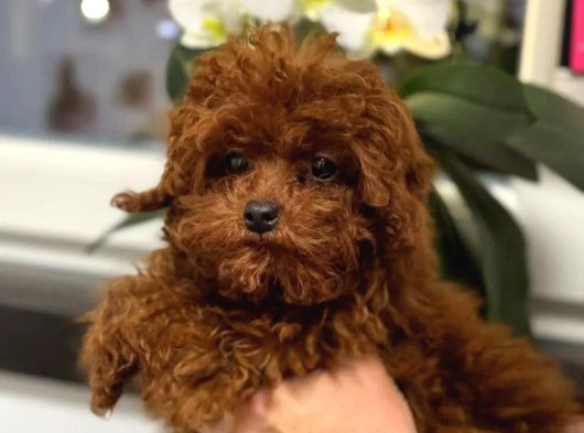Kıvırcık Çikolata Renkli Red Toy Poodle Yavrumuz görsel