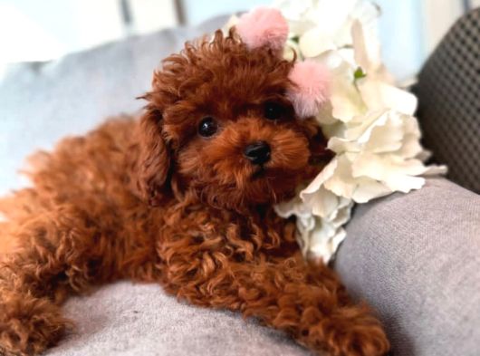 Afrodit Güzelliğiyle Red Toy Poodle Yavrumuz