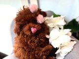 Afrodit Güzelliğiyle Red Toy Poodle Yavrumuz