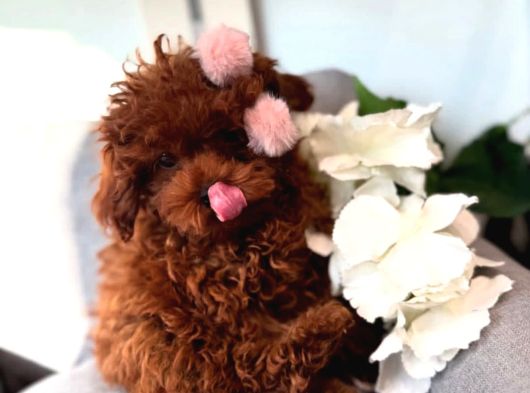 Afrodit Güzelliğiyle Red Toy Poodle Yavrumuz görsel