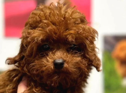 Kıvırcık Çikolata Renkli Red Toy Poodle Yavrumuz görsel