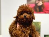 Kıvırcık Çikolata Renkli Red Toy Poodle Yavrumuz