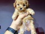 ÇOK ÖZEL TEA CUP POODLE YAVRULARIMIZ