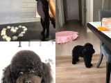 Zümrüt Siyahı Poodle Yavrular