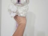 Maltese Terier Yavrularimiz
