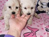 Maltese Terier Yavrularimiz