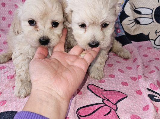 Maltese Terier Yavrularimiz görsel
