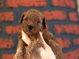 Peluş Görünüm A Kalite Toy Poodle