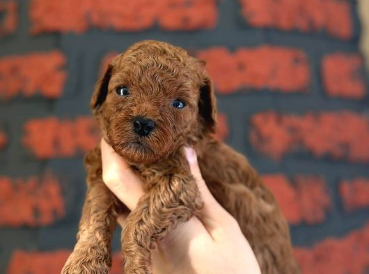 Peluş Görünüm A Kalite Toy Poodle görsel
