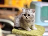 Safkan Ve Irk Garantili Yavrularımız