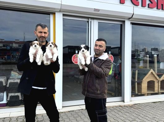 Gerçek Morki̇e Yavrularimizi Mağazamizda Canli Görün Ankara