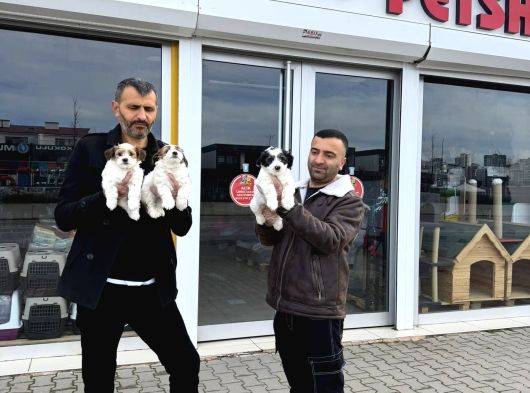 Gerçek Morki̇e Yavrularimizi Mağazamizda Canli Görün Ankara görsel