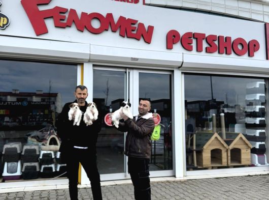 Gerçek Morki̇e Yavrularimizi Mağazamizda Canli Görün Ankara görsel