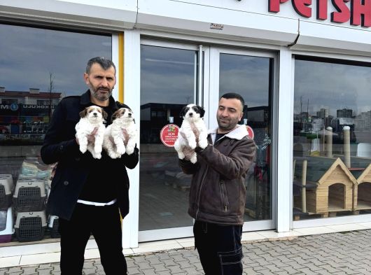 Gerçek Morki̇e Yavrularimizi Mağazamizda Canli Görün Ankara görsel