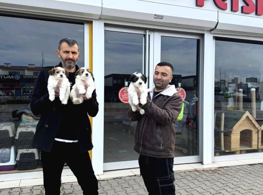 Gerçek Morki̇e Yavrularimizi Mağazamizda Canli Görün Ankara görsel