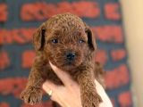 Peluş Görünüm A Kalite Toy Poodle