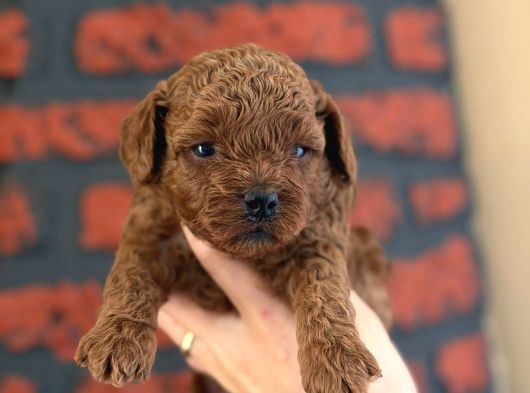 Peluş Görünüm A Kalite Toy Poodle görsel