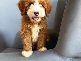 Özel Irk Labradoodle Party Colour Boy Boy