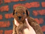Peluş Görünüm A Kalite Toy Poodle