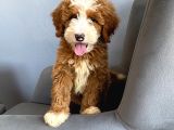 ÖZEL IRK LABRADOODLE PARTY COLOUR BOY BOY