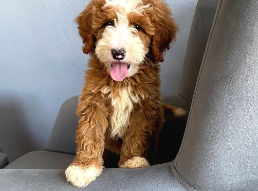 Özel Irk Labradoodle Party Colour Boy Boy