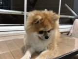 Pameranian Boo