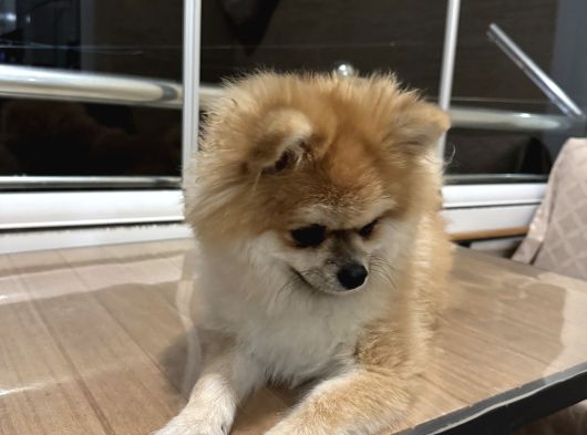 Pameranian Boo görsel