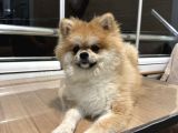 Pameranian Boo