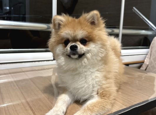 Pameranian Boo görsel