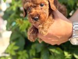 Sevgi Dolu Toy Poodle Yavrularım