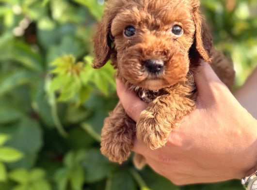 Sevgi Dolu Toy Poodle Yavrularım görsel