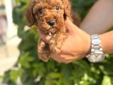 Sevgi dolu toy poodle yavrularım