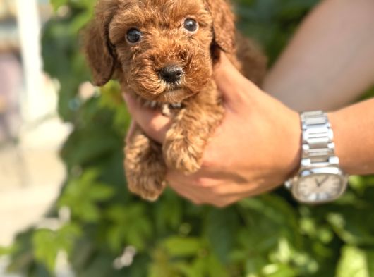 Sevgi Dolu Toy Poodle Yavrularım