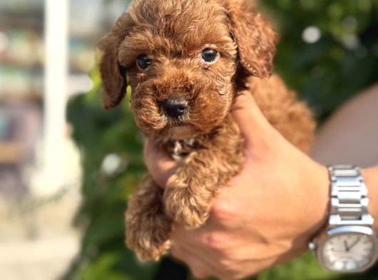 Sevgi Dolu Toy Poodle Yavrularım görsel