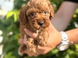 Sevgi Dolu Toy Poodle Yavrularım
