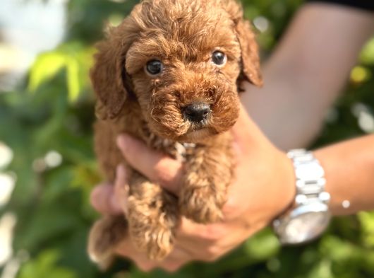 Sevgi Dolu Toy Poodle Yavrularım görsel