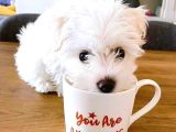 Maltese Terrier Sıfır Numara Ev Doğumlu Bebeklerim