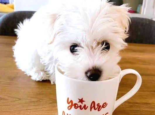 Maltese Terrier Sıfır Numara Ev Doğumlu Bebeklerim