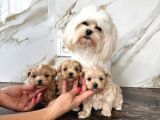 0 Boy Kore Maltipoo Bebeklerim
