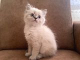Blue Point Longhair Bebekler
