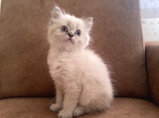 Blue Point Longhair Bebekler görsel