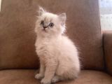 Blue point longhair bebekler