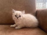 Blue Point Longhair Bebekler