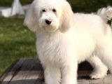 Goldendoodle yavrular