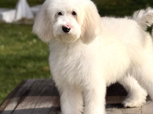 Goldendoodle Yavrular
