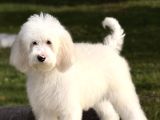 Goldendoodle Yavrular