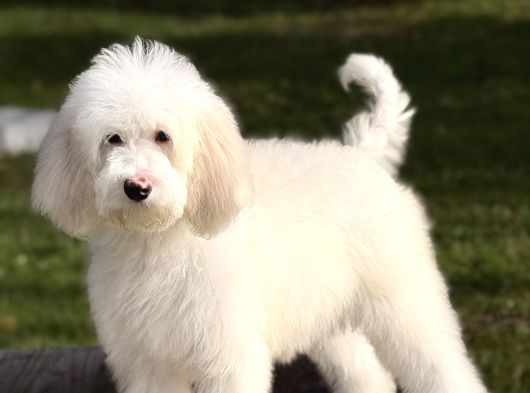 Goldendoodle Yavrular görsel