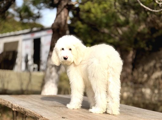 Goldendoodle Yavrular görsel