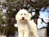Goldendoodle Yavrular